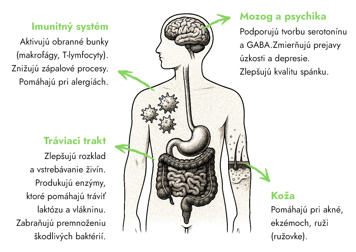 Ako probiotiká fungujú